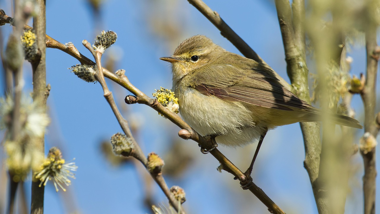 Cortinas Blackout: El Bloqueo Perfecto de la Luz.