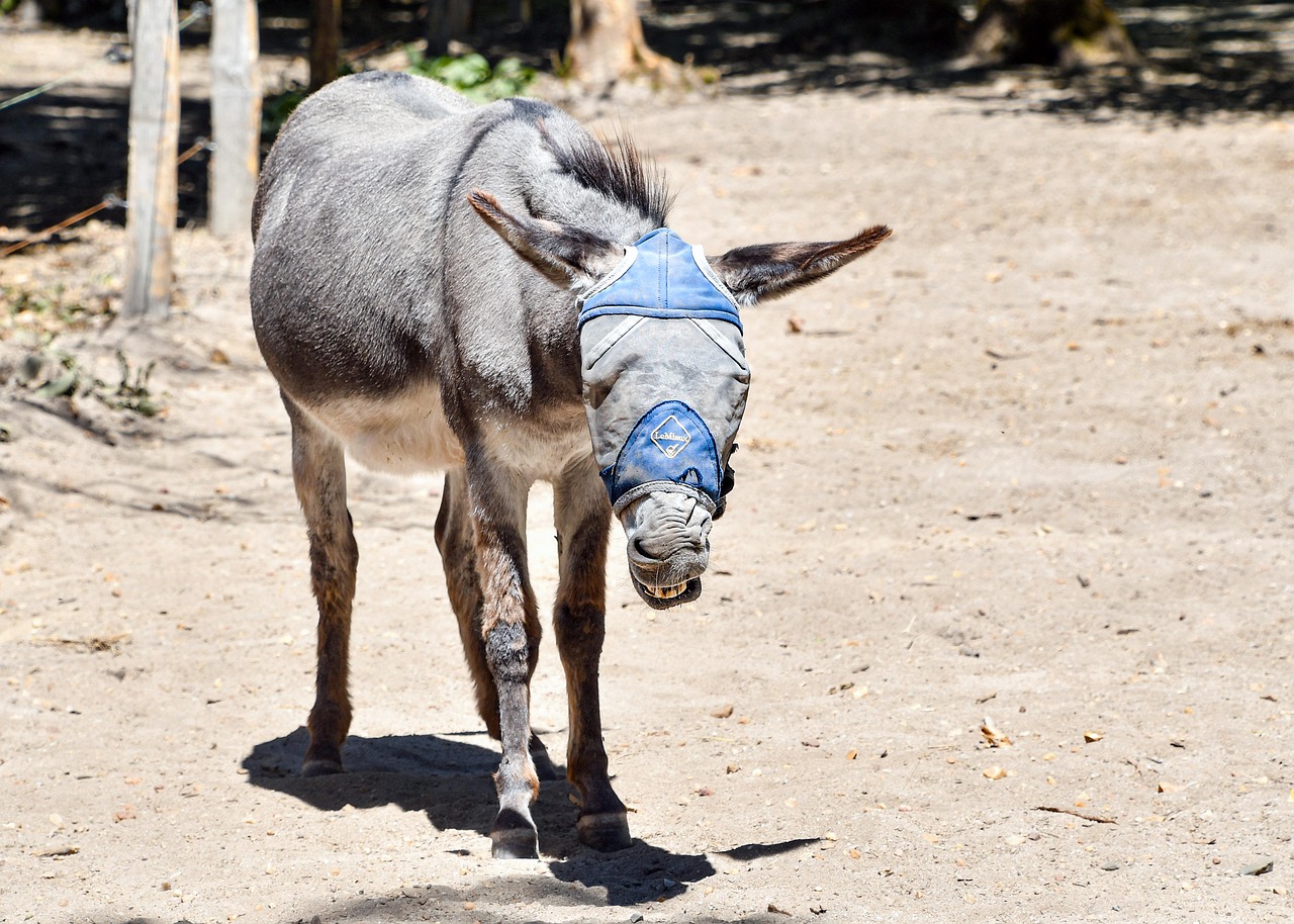 Estores Screen: Modernidad y Protección Solar.