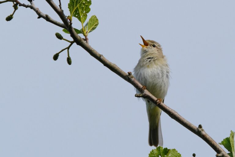 Estores de Bambú: Naturalidad y Sostenibilidad.