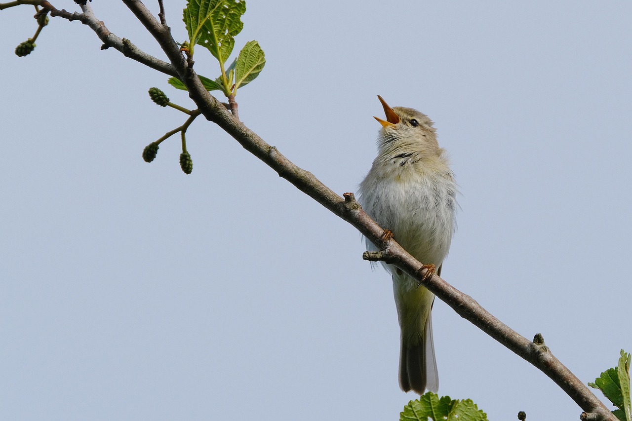 Estores de Bambú: Naturalidad y Sostenibilidad.