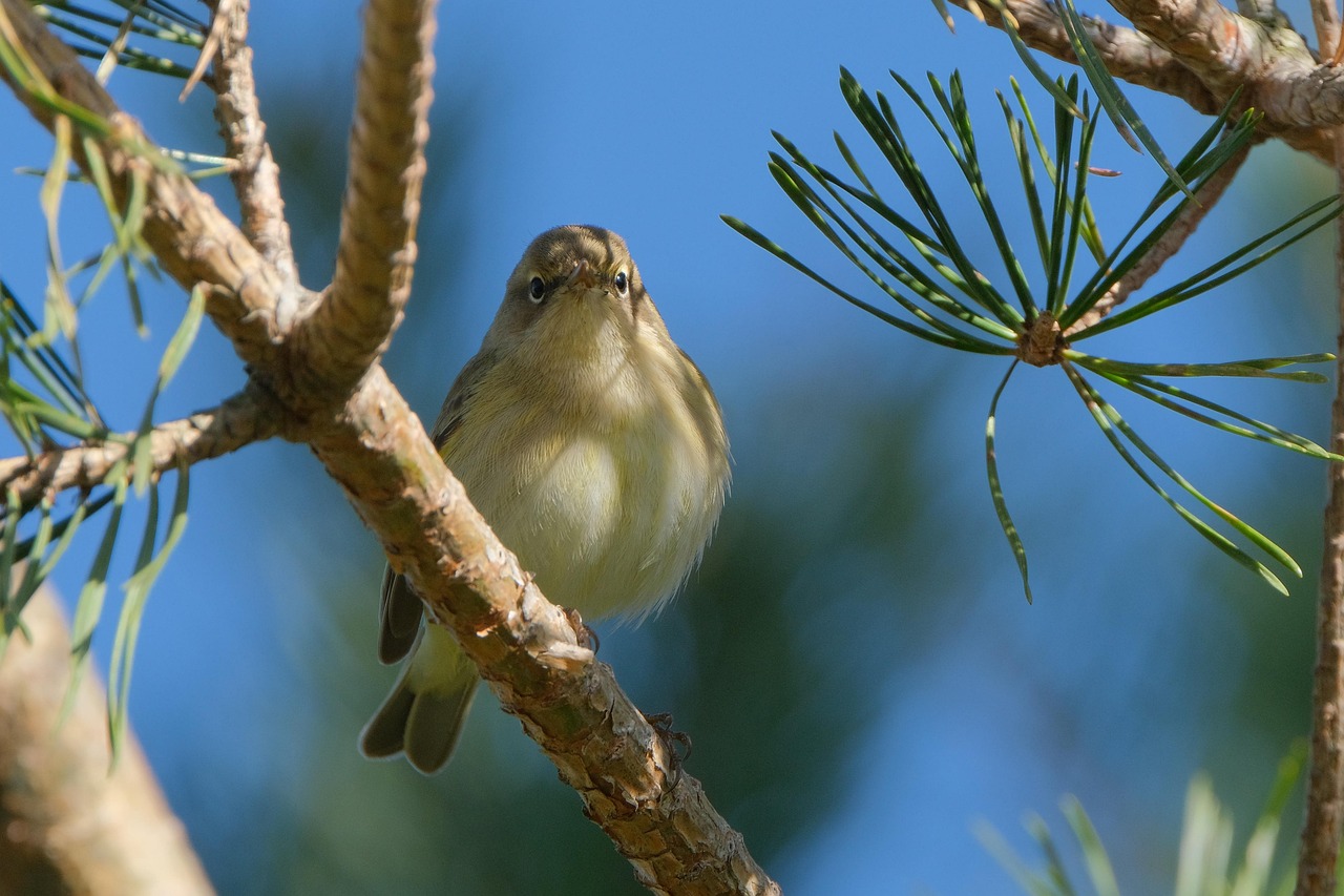 Las Cortinas Plisadas: Compactas y Elegantes.